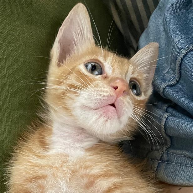 张大吉的日常喵