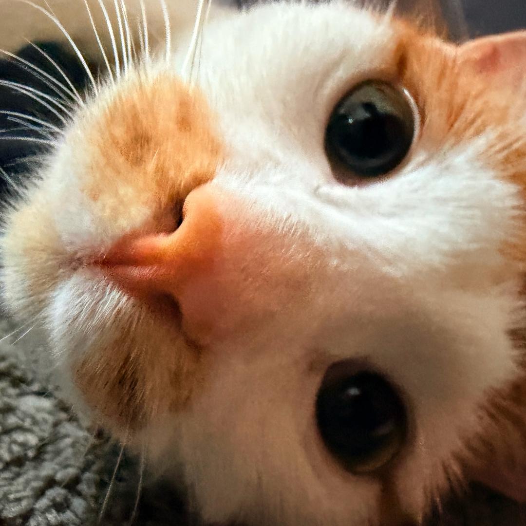 三天竟然吃了九顿！