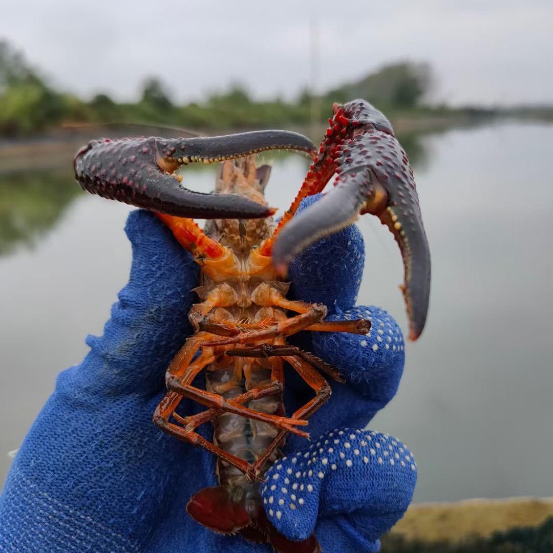 汉川汈汊湖科比！！说冬虾
