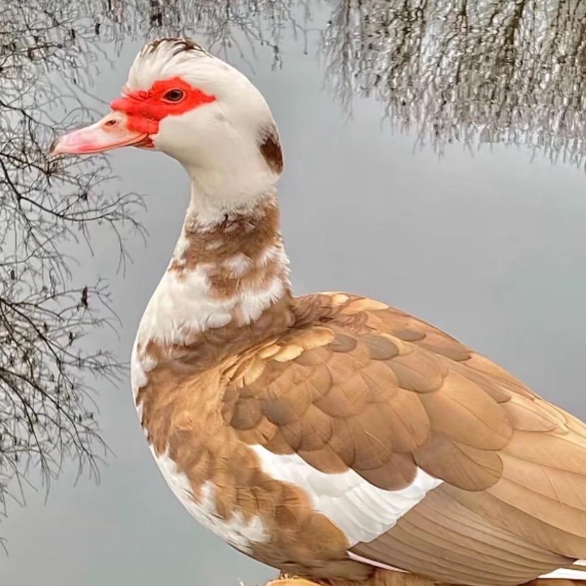 旺旺鸭优品严选