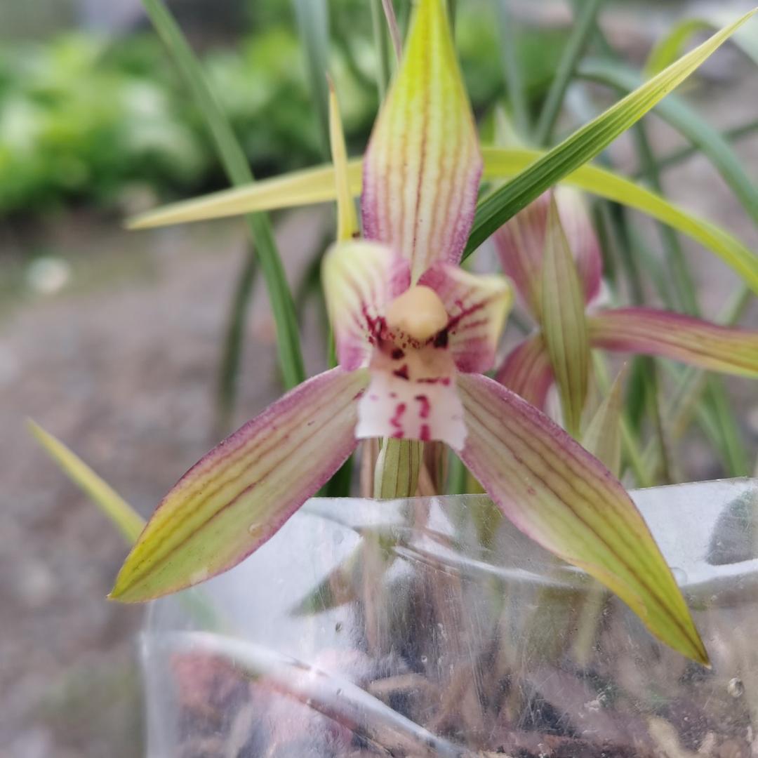迴龙兰花