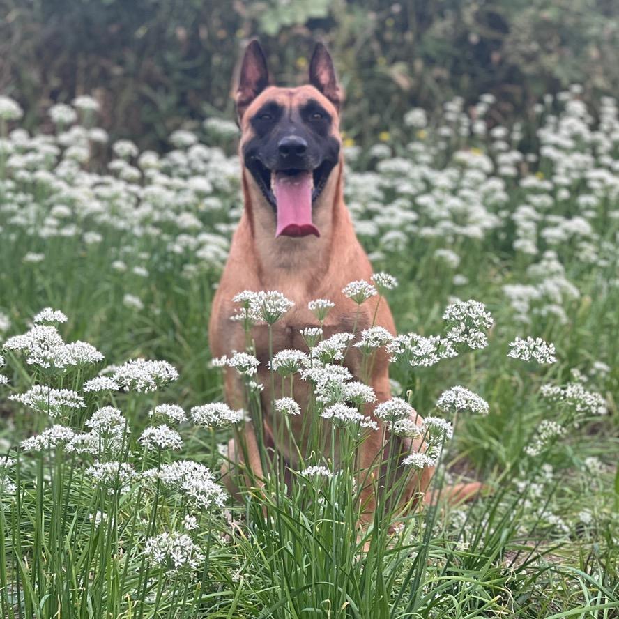 马犬之家鲁信犬舍