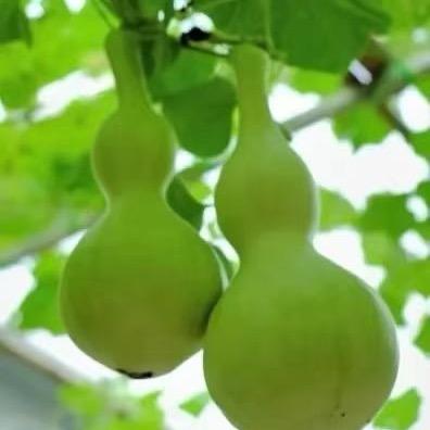 🐲信息咨询🐲