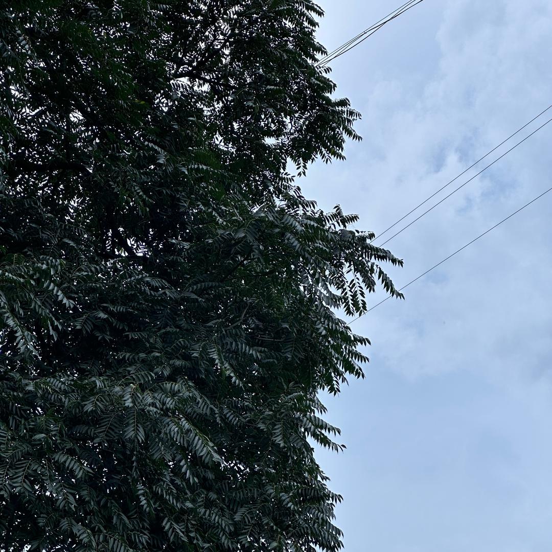 咸鱼小彪（暑假芒果农人）
