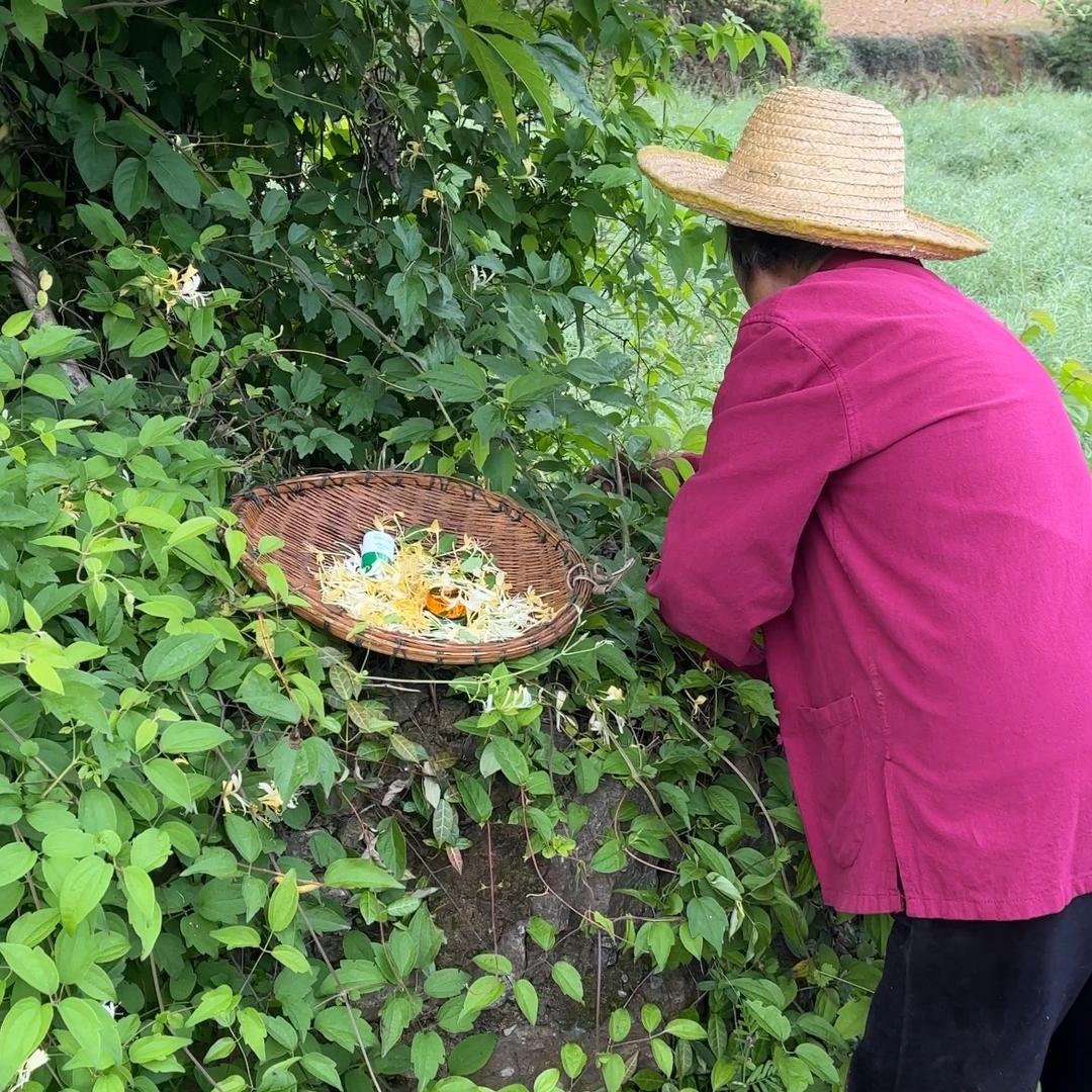 鹅不食草【三号】