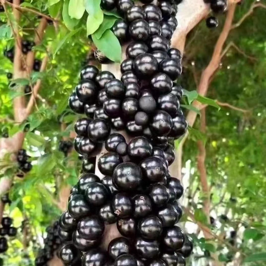 广西二姐基地果树苗