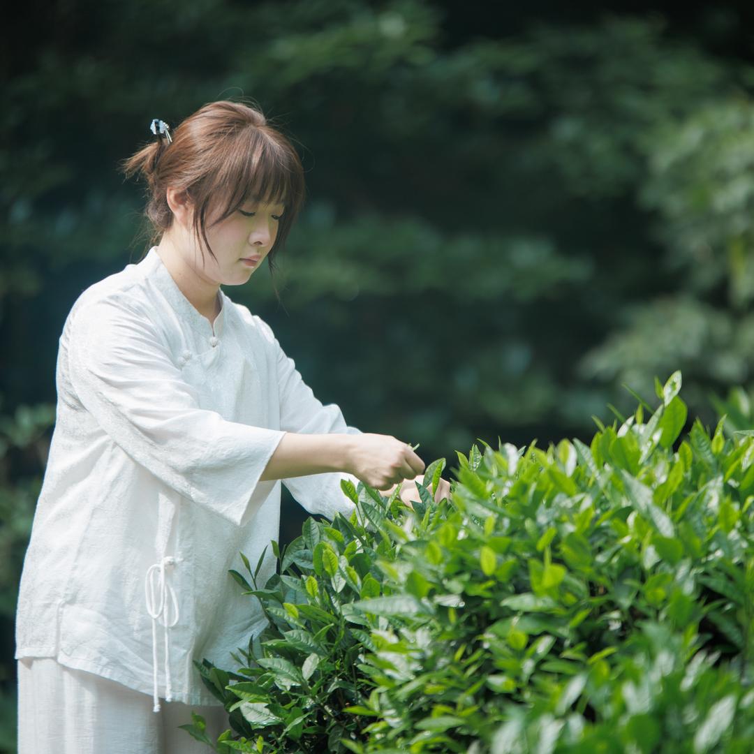 大小姐的茶(颜魁茶业)