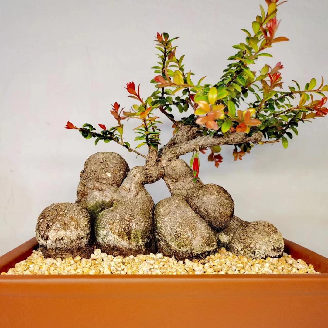小梅花卉