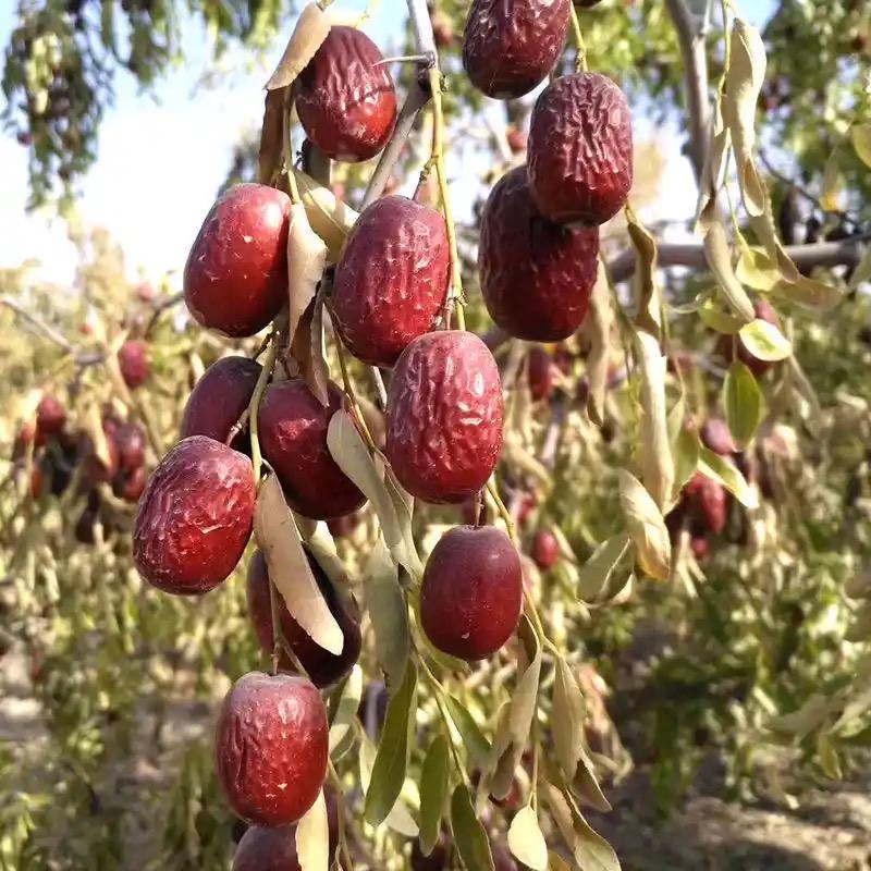 千果千味优选特产