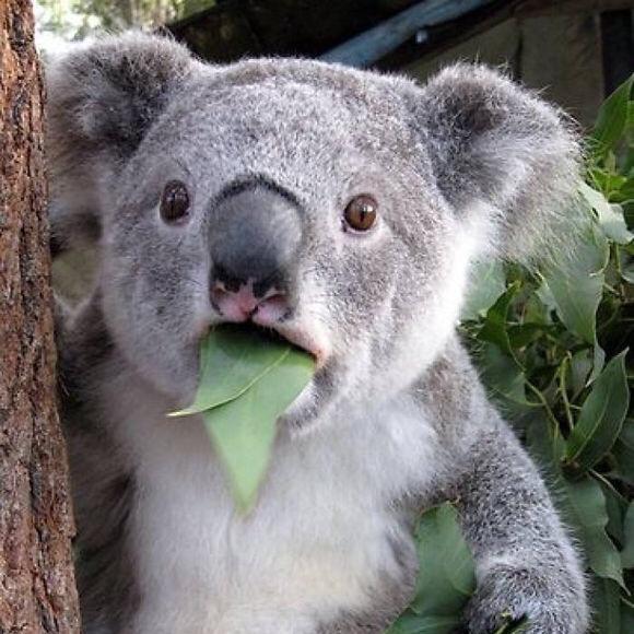 爱分享的考拉🐨