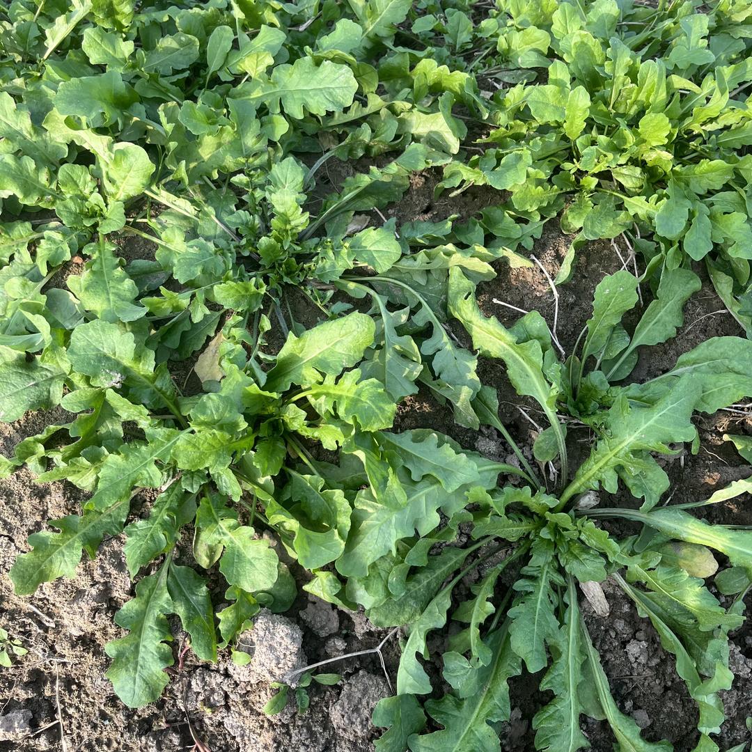 搬砖小伙😛顺哥