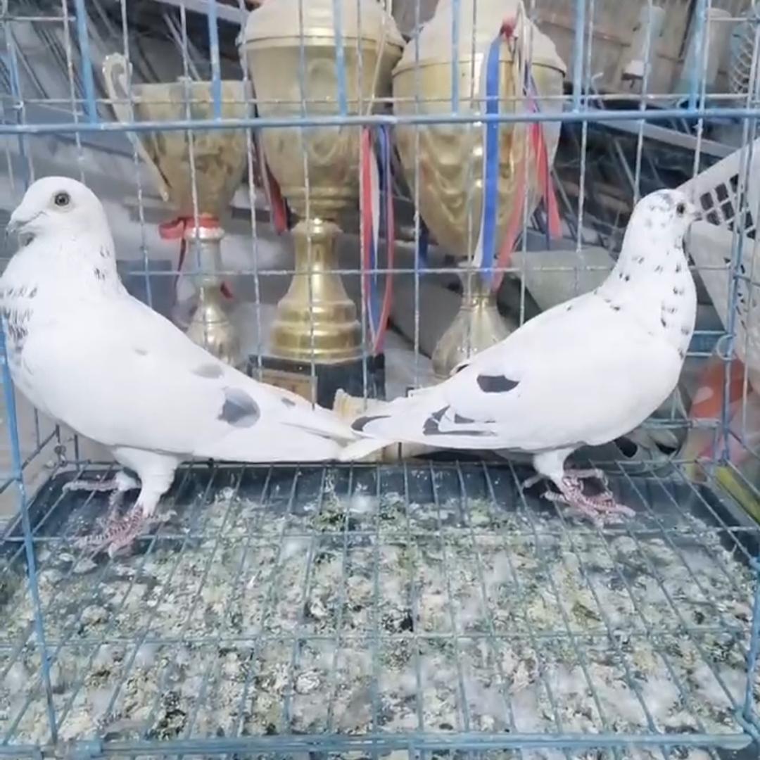 香河宠物创意小铺