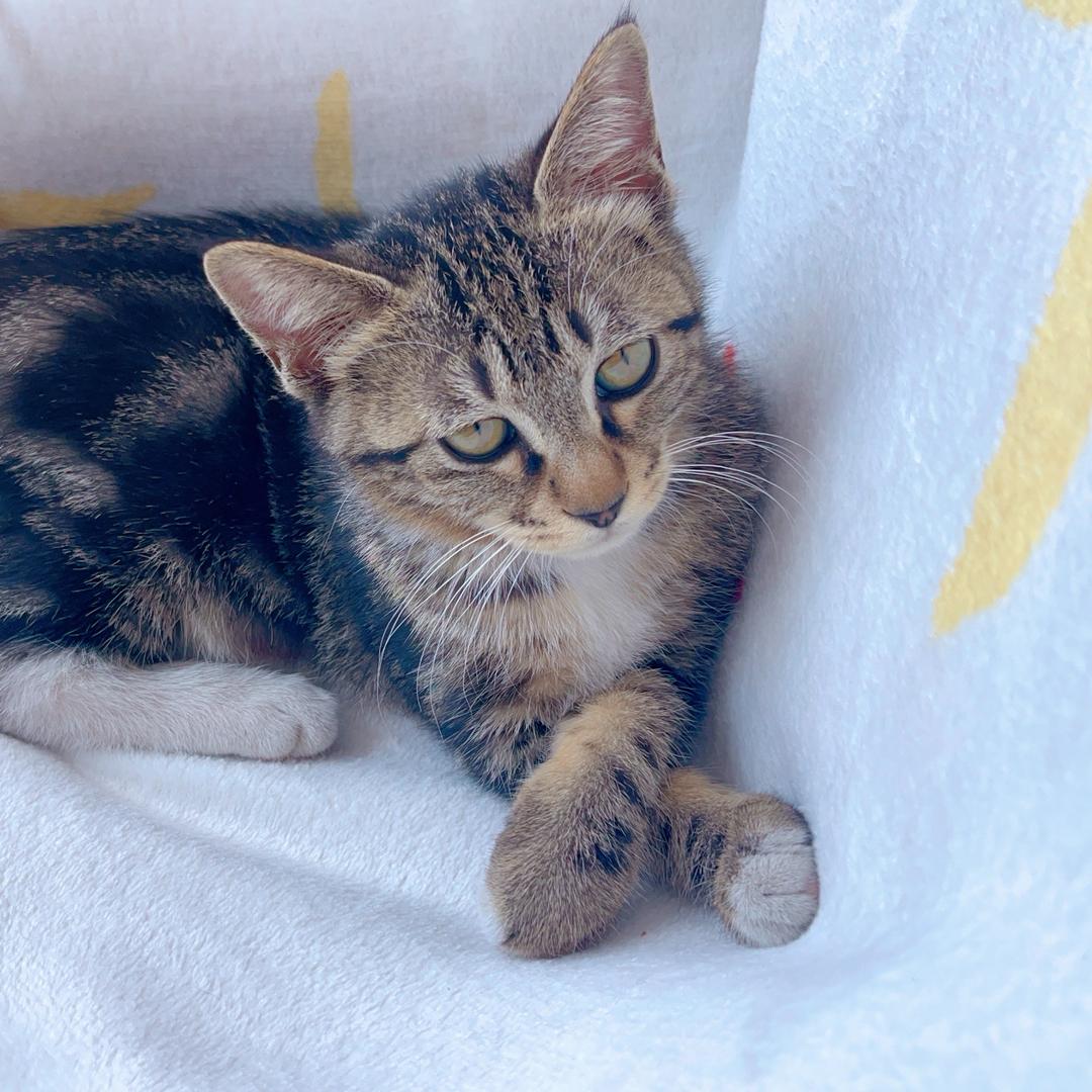 把子肉是只猫