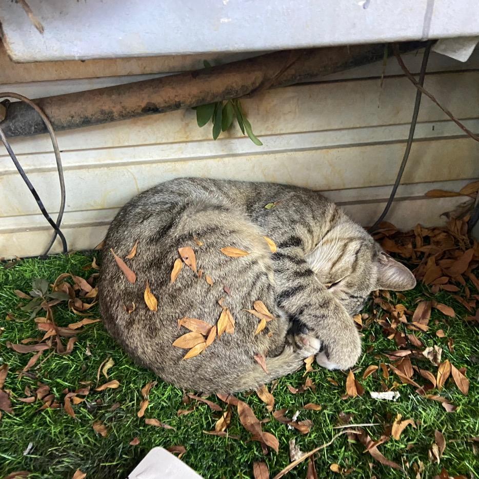 妄图逃离光锥的星猫