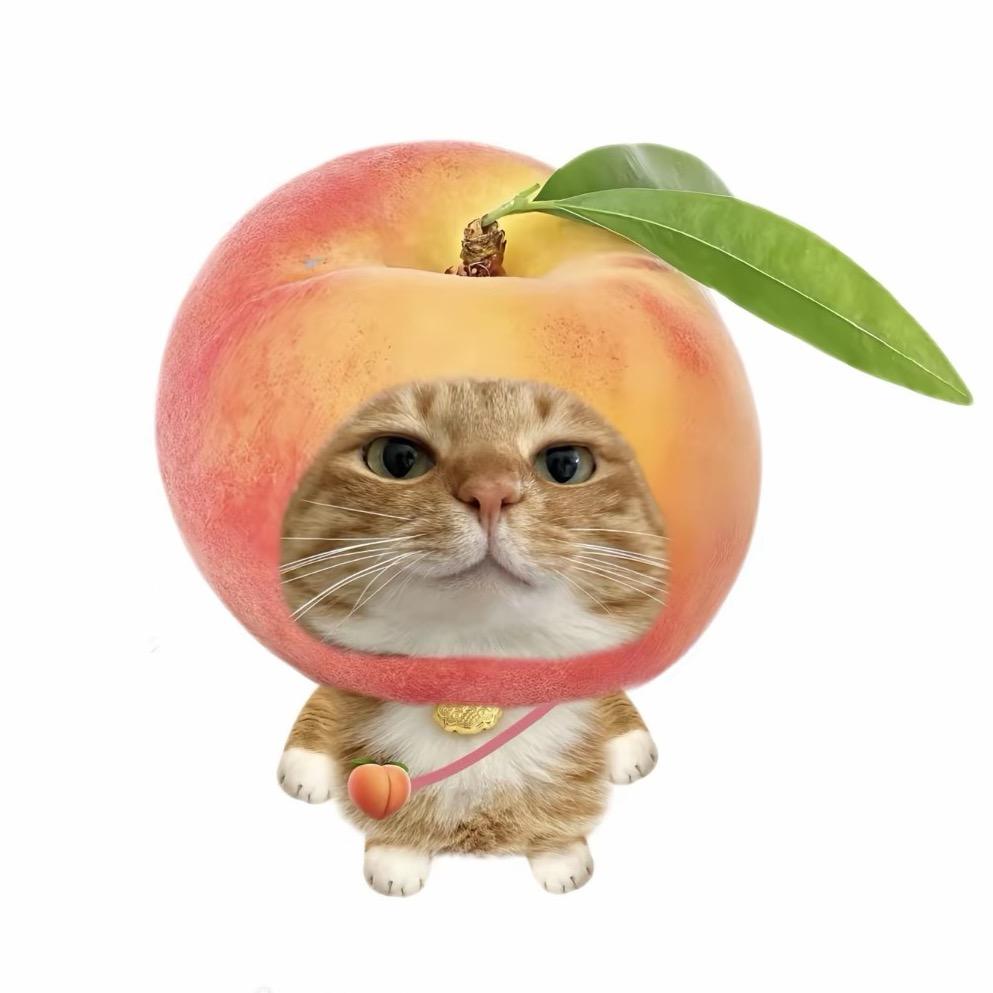 小猫儿