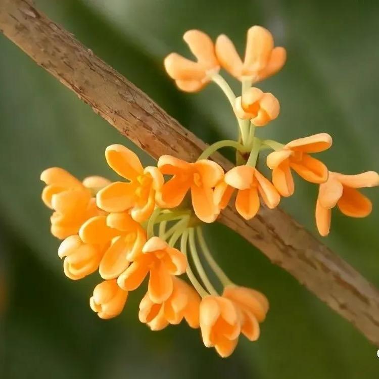 小雨手工