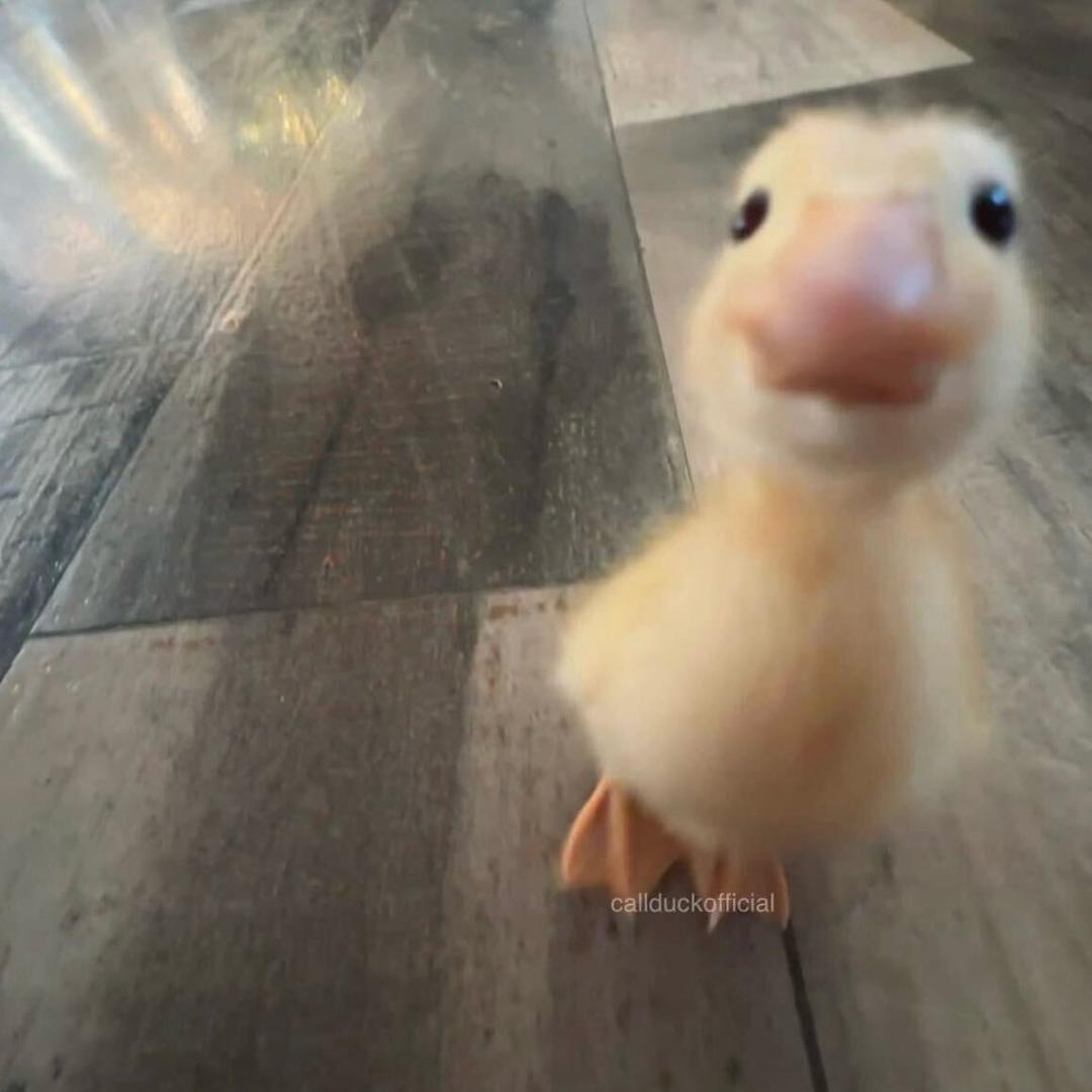 Hi degang