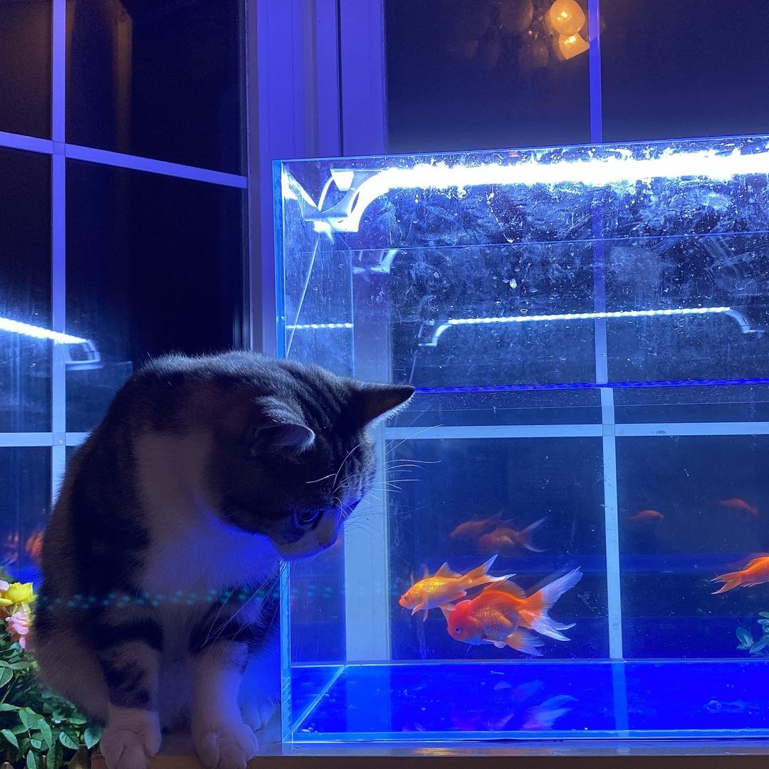 狸猫不花