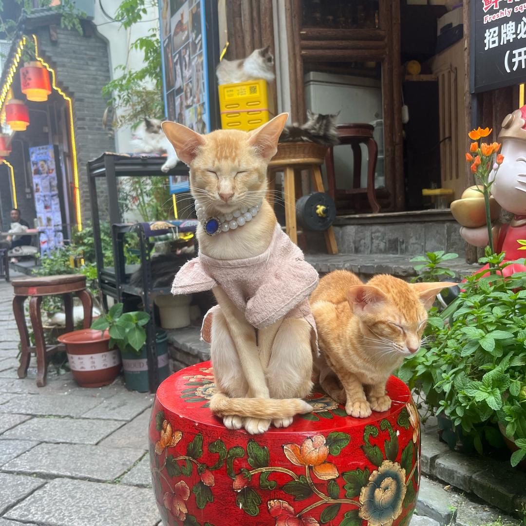 向日葵🌻🌻🌻🌻🌻🌻