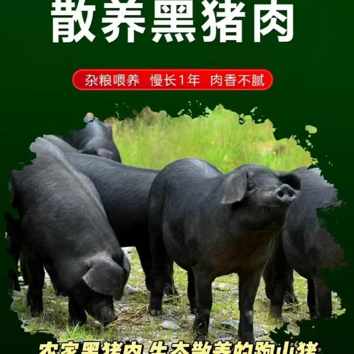 现宰散养黑猪肉批发零售