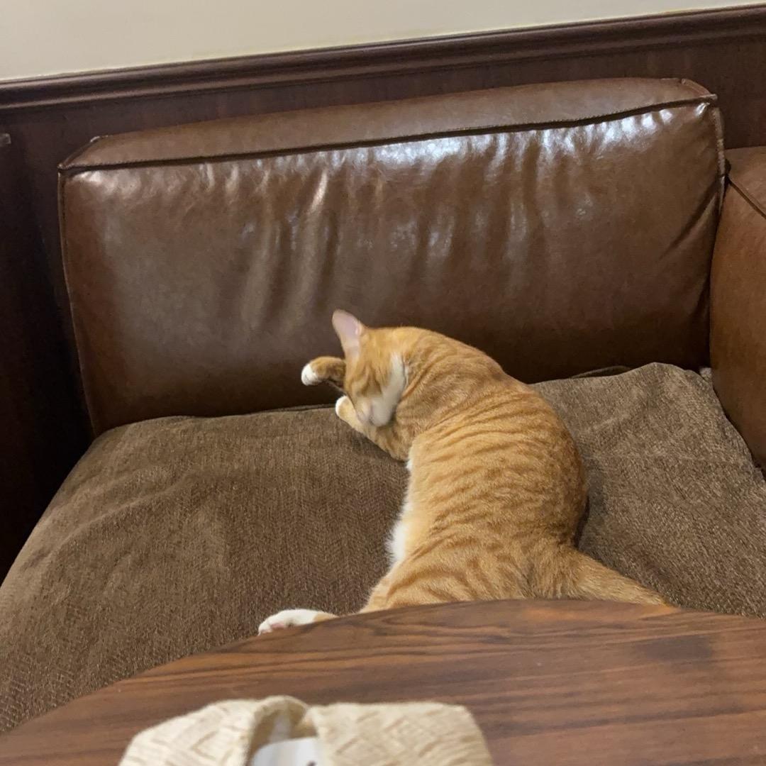 斯普特尼克恋人