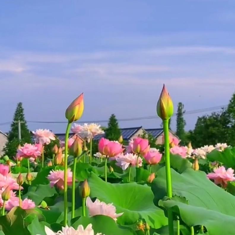 爱跟随@昌江区凤苗互联网经营部@抖音