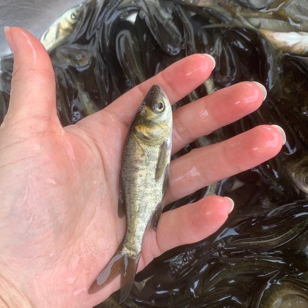 盛源水产鱼苗批发