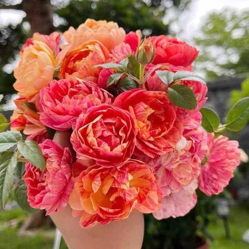 沭阳芳野汇花卉精品店