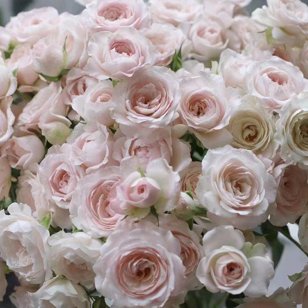 花仙子鲜花小时达