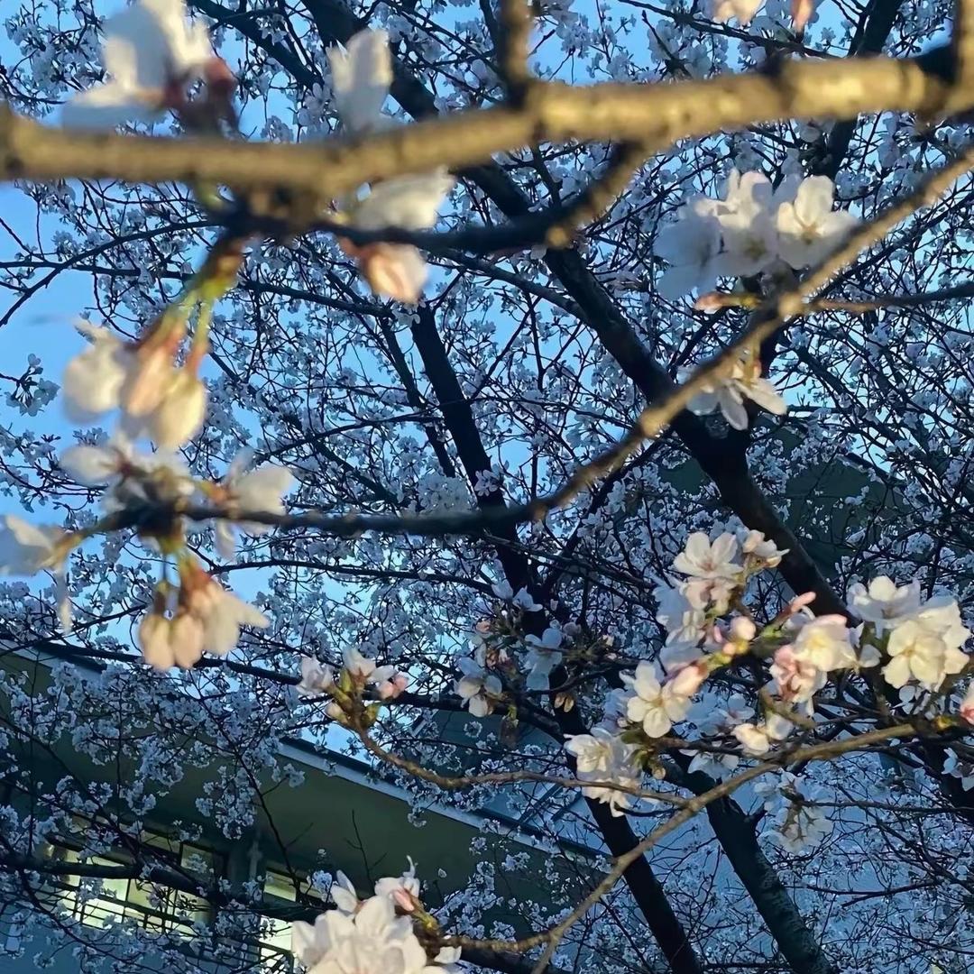 毒白