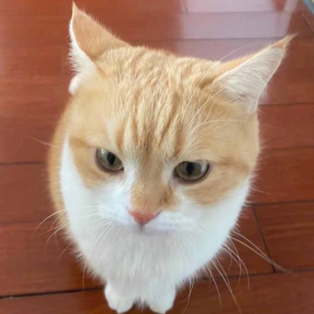 止舟