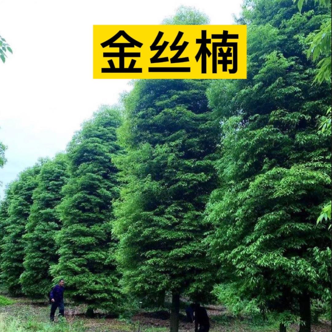 四川金丝楠树苗培育基地
