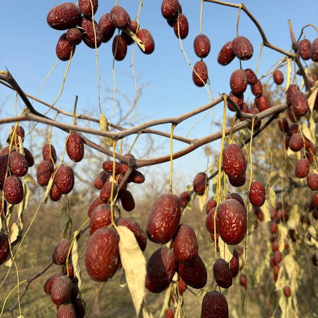 会飞的杨溯源产地