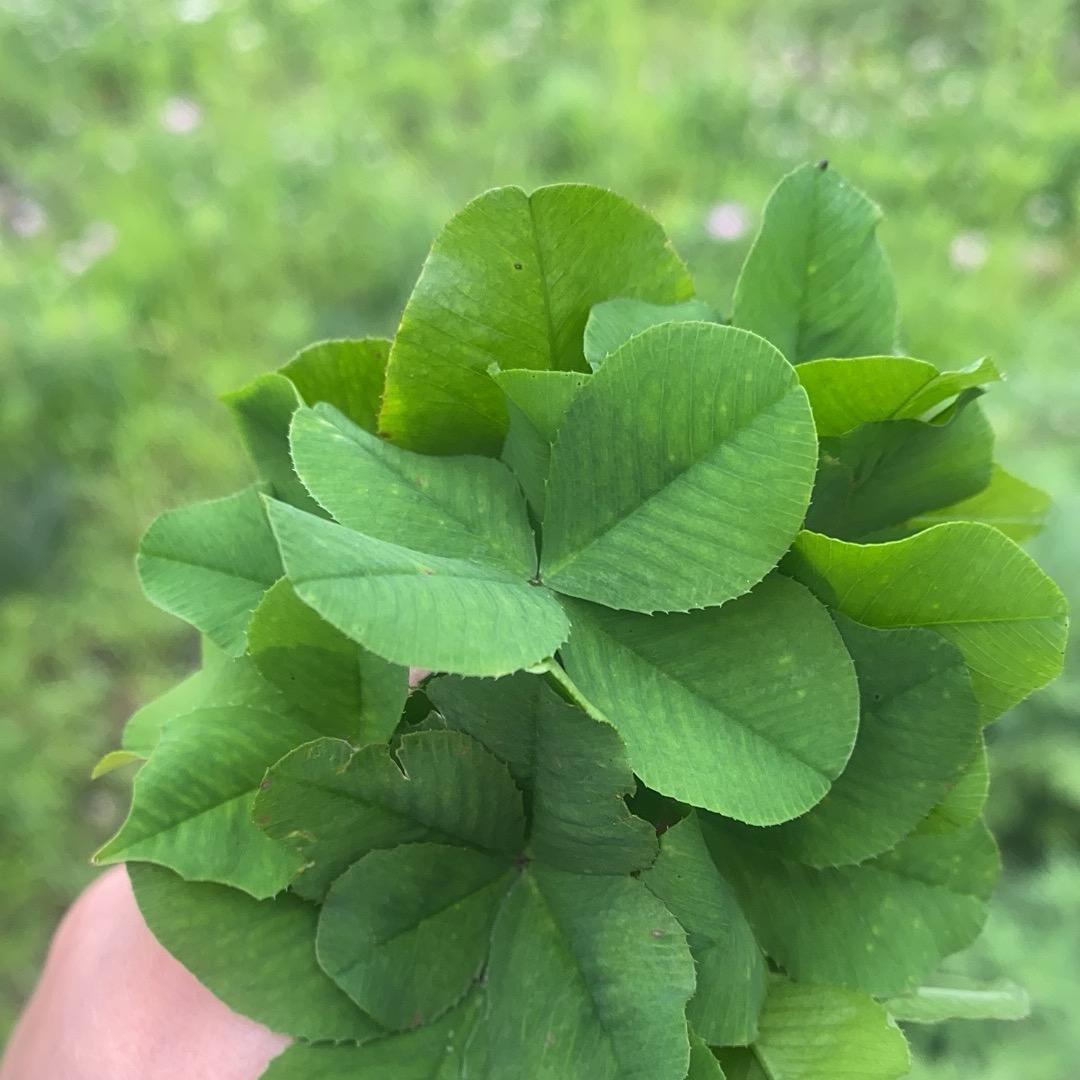 农村飞飞二姐（23号首播）