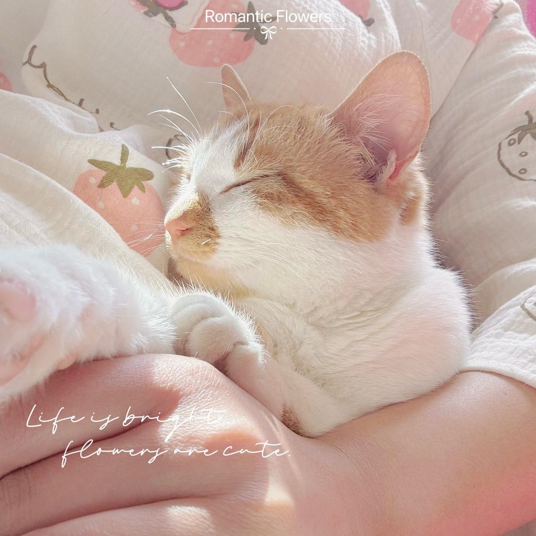 气球小猫