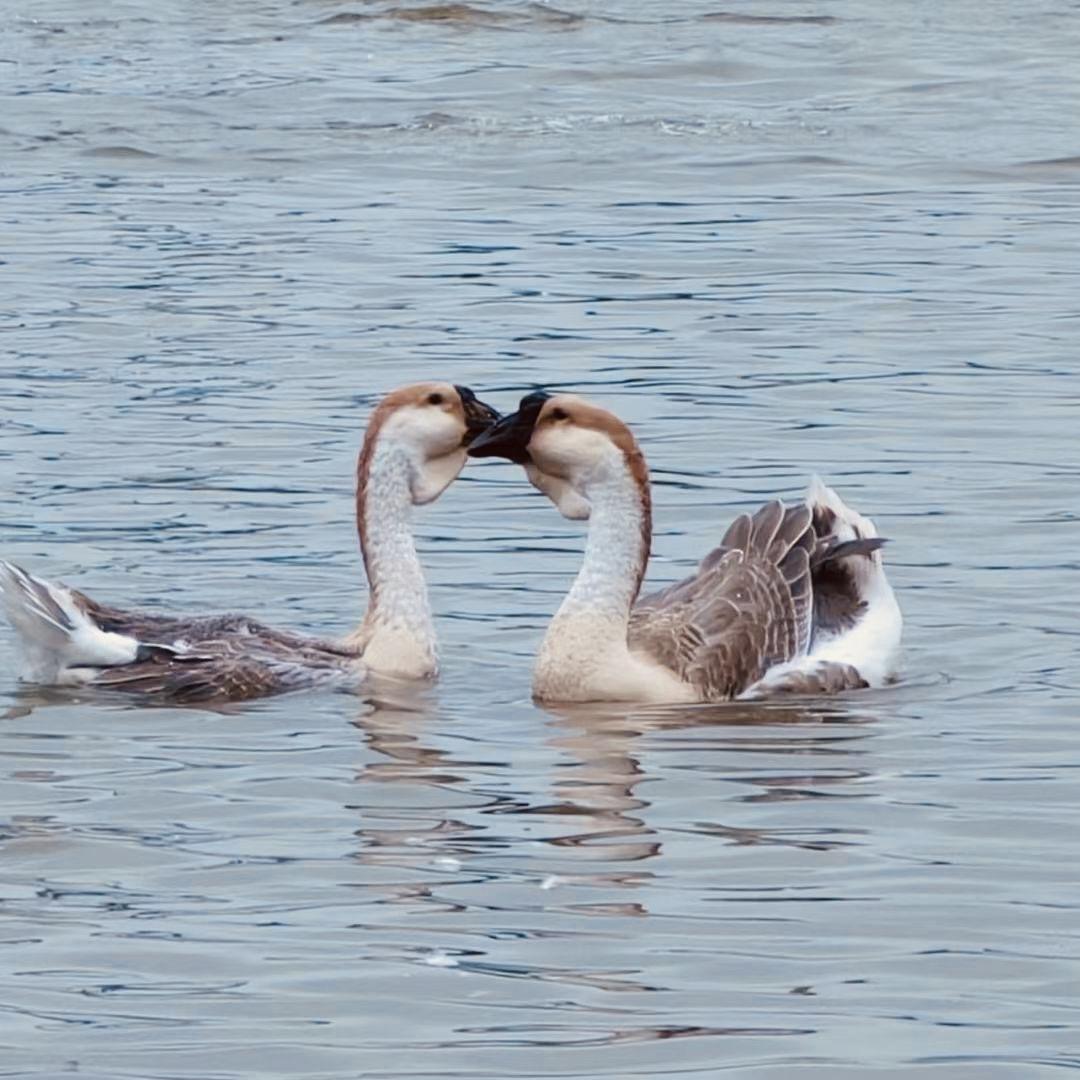 鹅德彪🦢