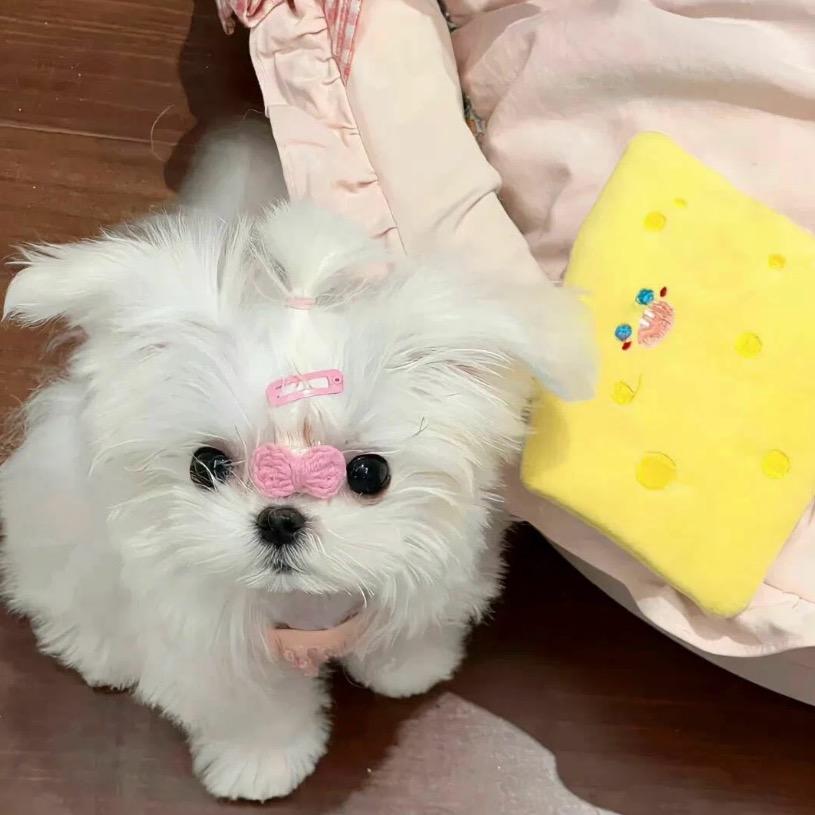 厦门东海77学姐