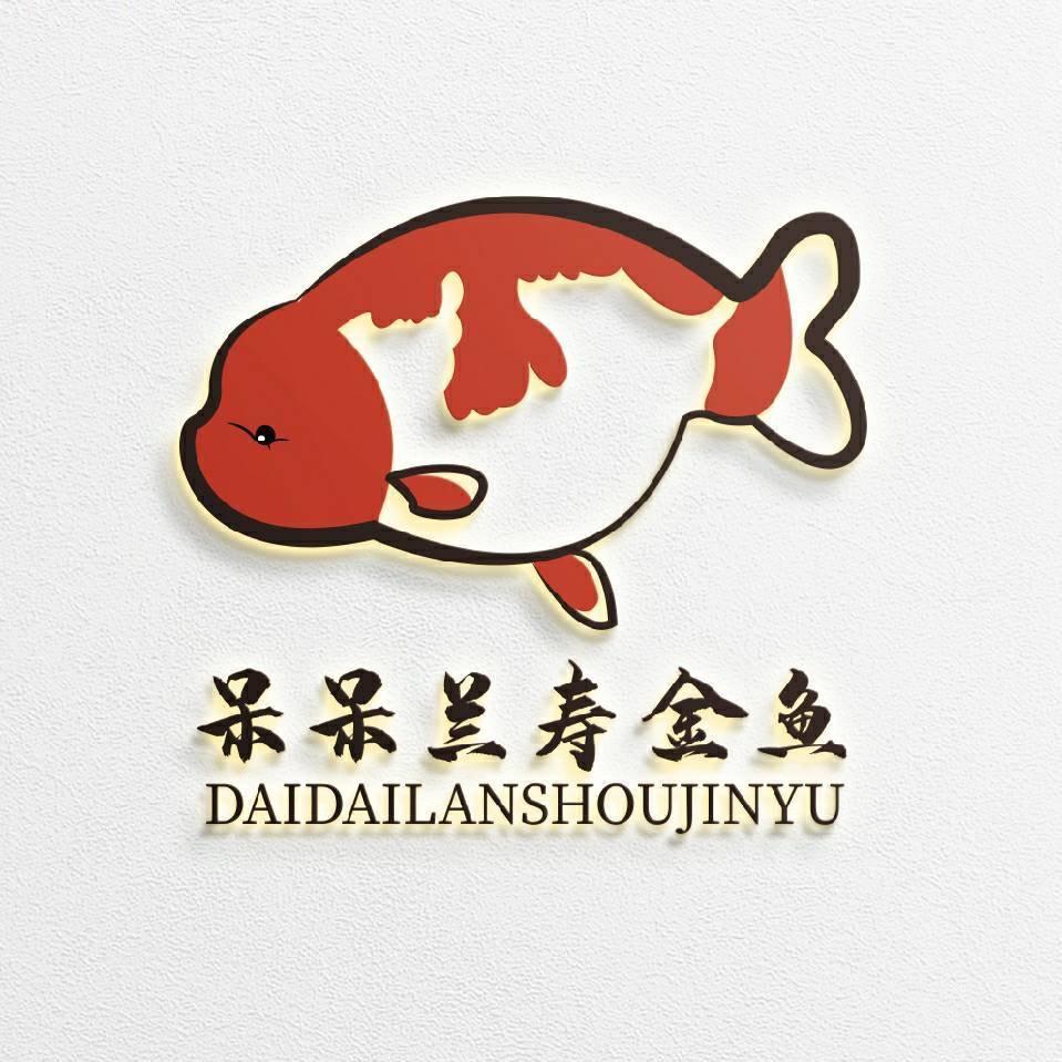 呆呆兰寿金鱼泰狮精选
