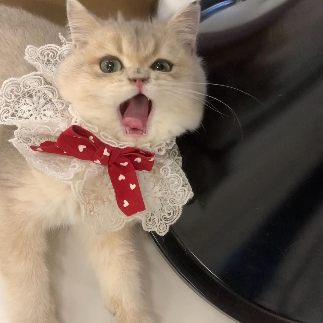 猫七七七七宠物馆
