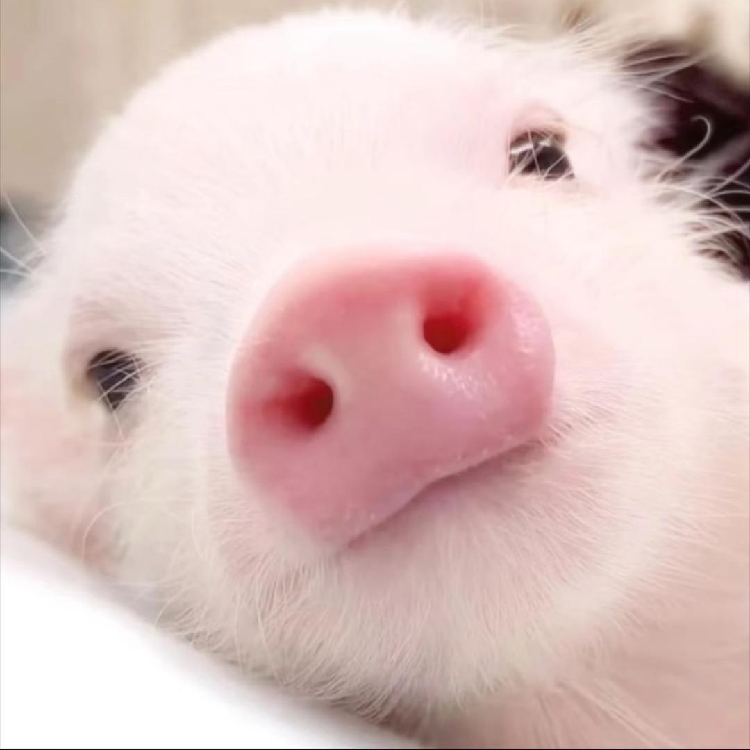 香辣鼻屎