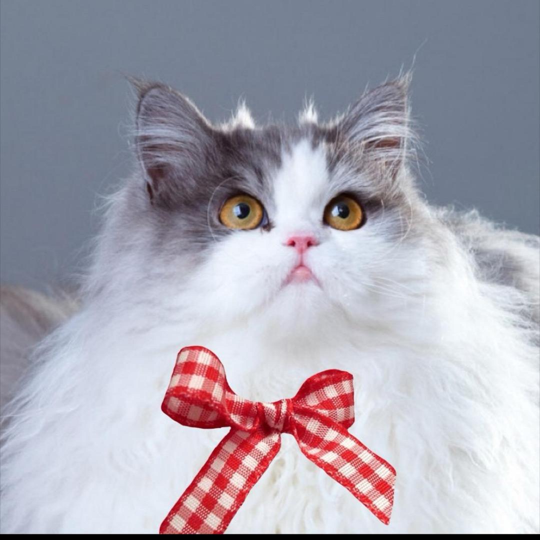 啵啵猪