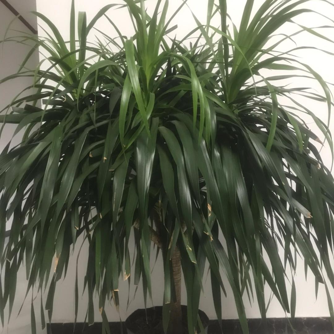 养花种植那些事（好物在橱窗）