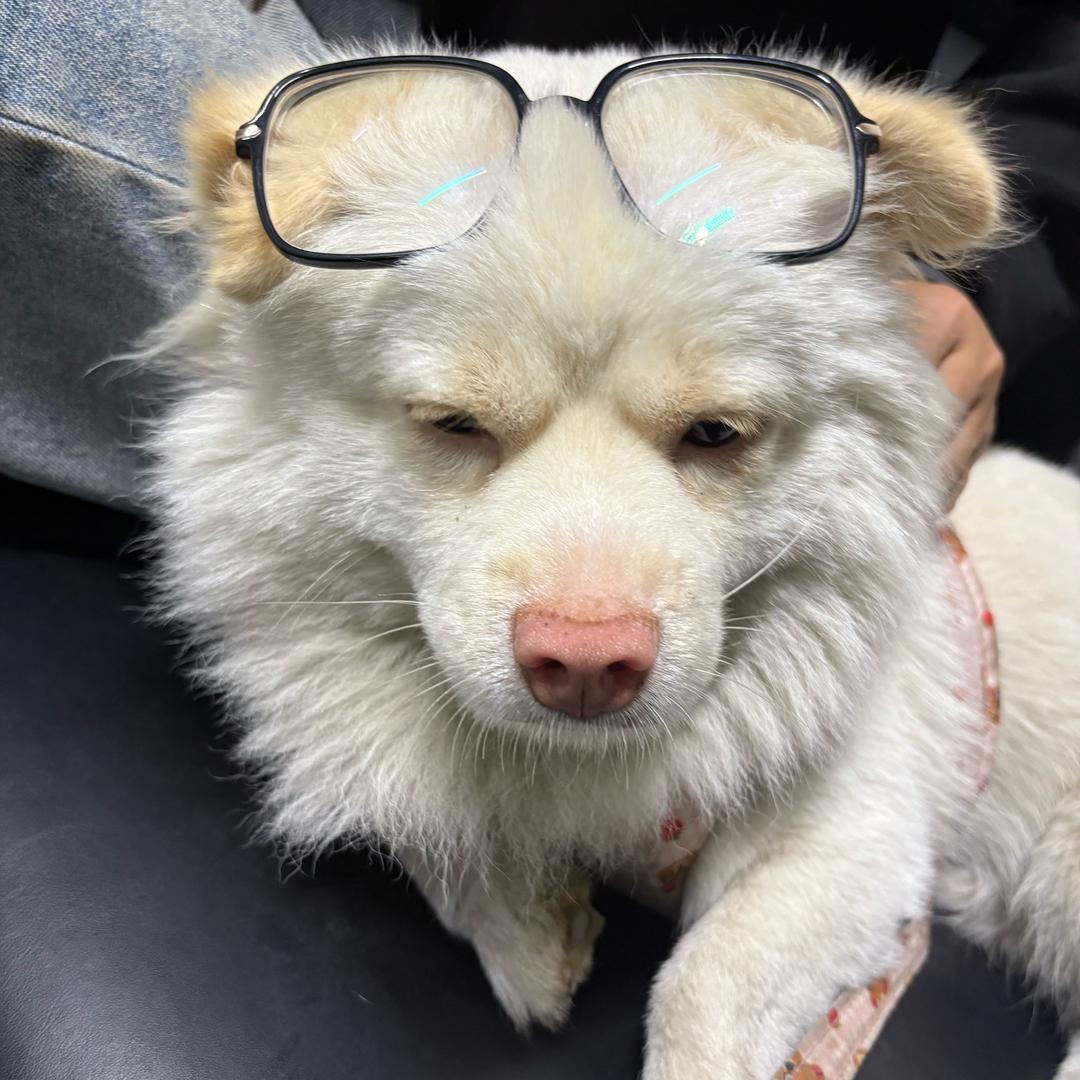 一只羊羊羊