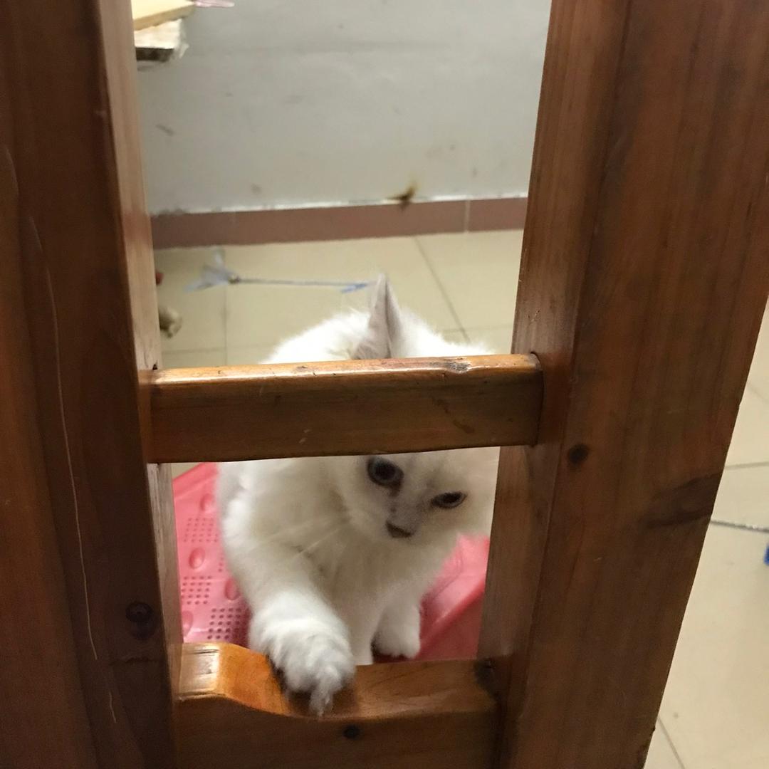 抖么