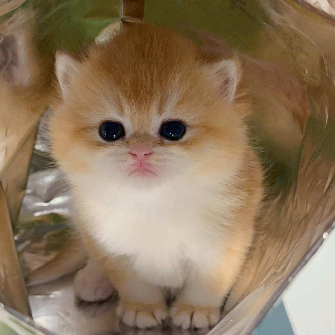 邂逅家的猫