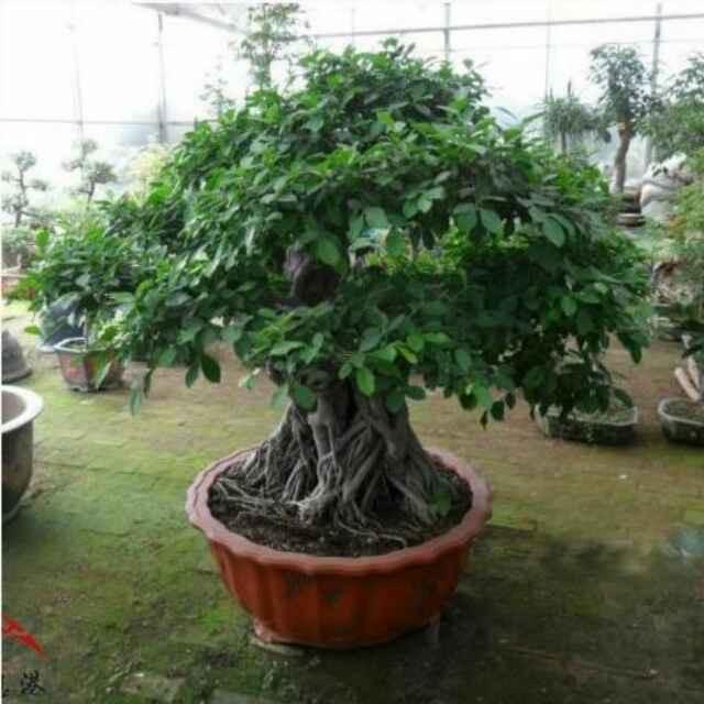 大舅哥