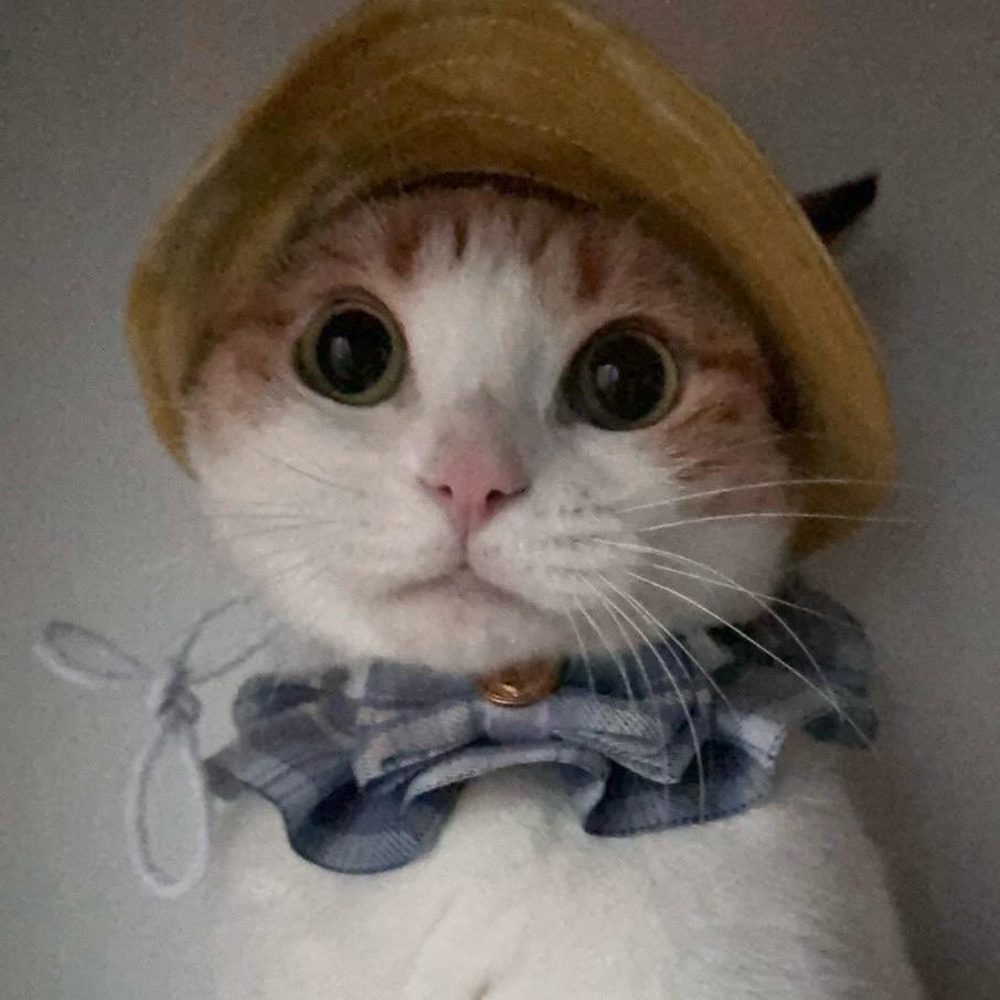 🌈catbaby