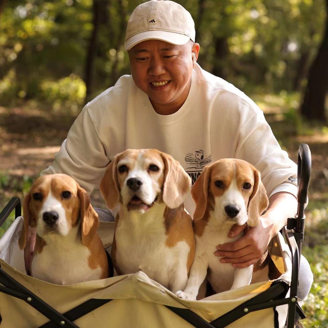 蜜斗斗比格犬 CKU会员犬舍