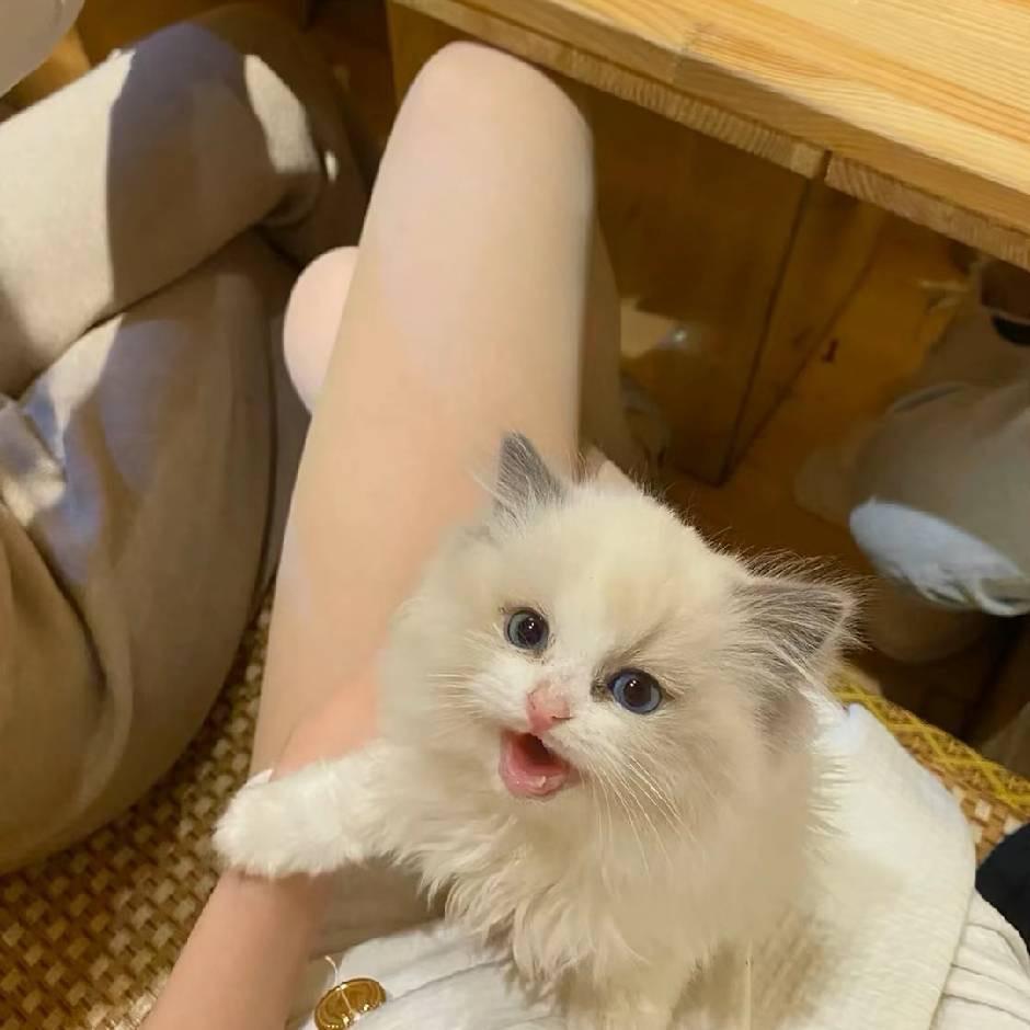 ㅤㅤ不懂
