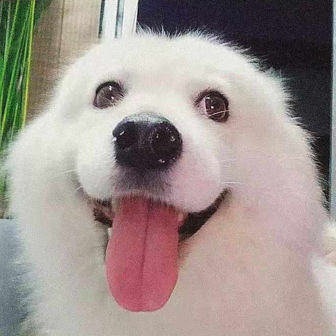 多仔